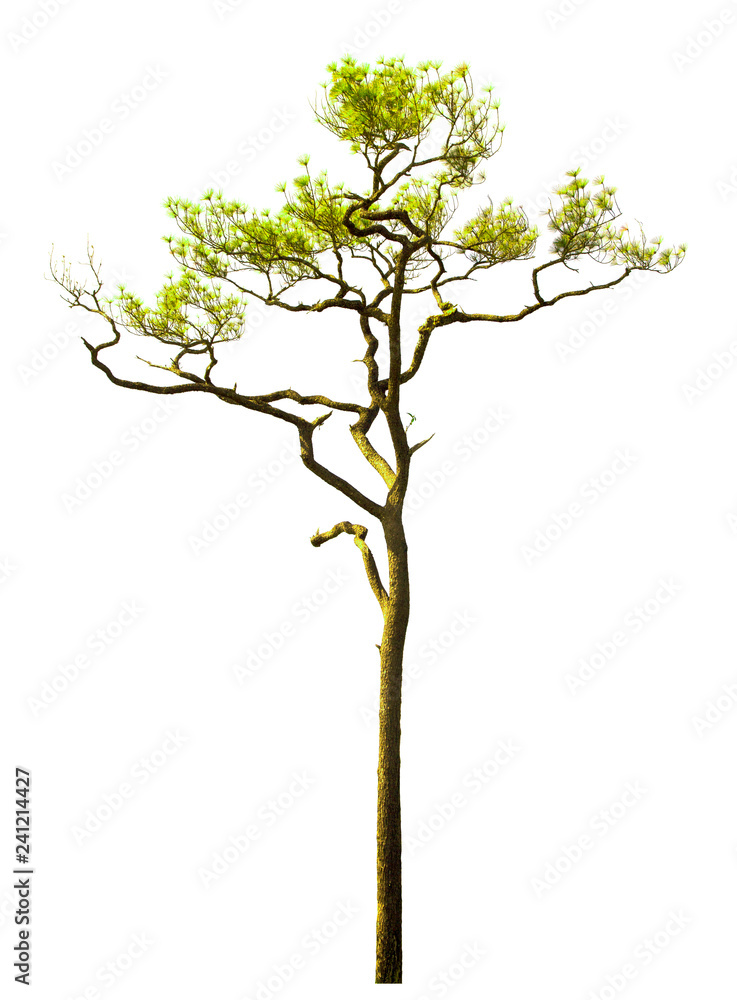 Obraz premium isolated pine tree on a white background.