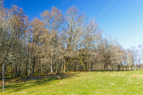 Forest edge at a meadow in the spring