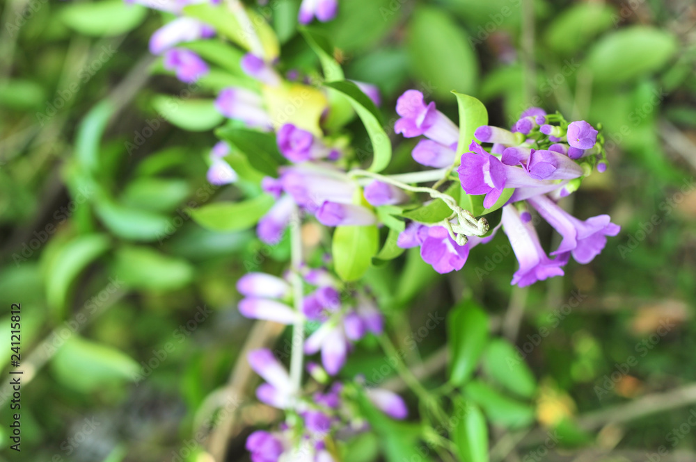 Garlic vine violet flower selective focus point Garlic vine violet flower selective focus point