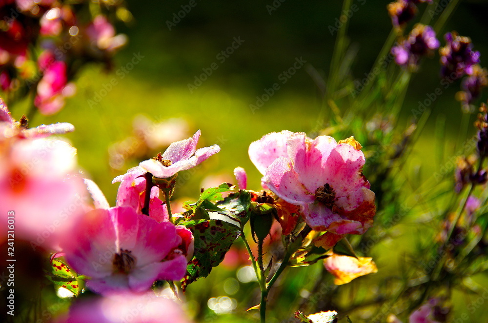 Obraz premium rosenblüten