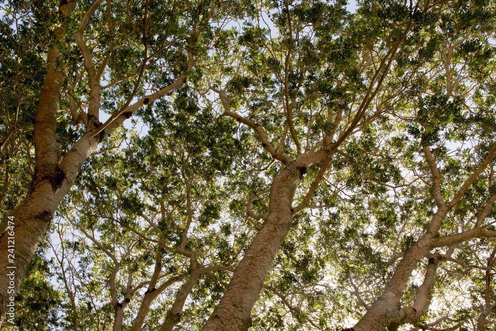 Obraz premium Looking up towards the sky through foliage