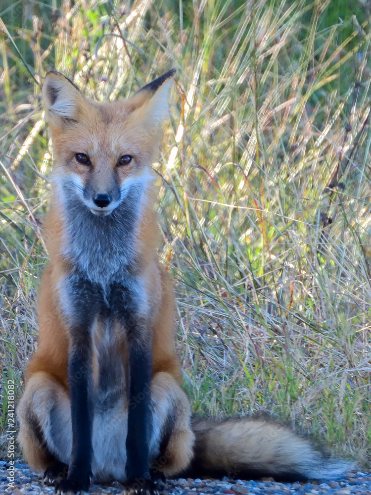 Fototapeta premium Red Fox