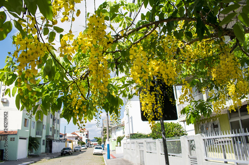 yellow flower tree © Lopes