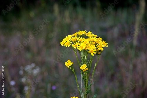 yellow little flower
