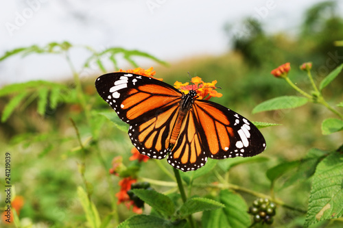 Common Tiger (Danaus genutia)   butterfly seeking nectar on Ziziphus oenoplia blossom with natural green background, Orange  with white and black color pattern on wing of  Monarch butterfly  photo