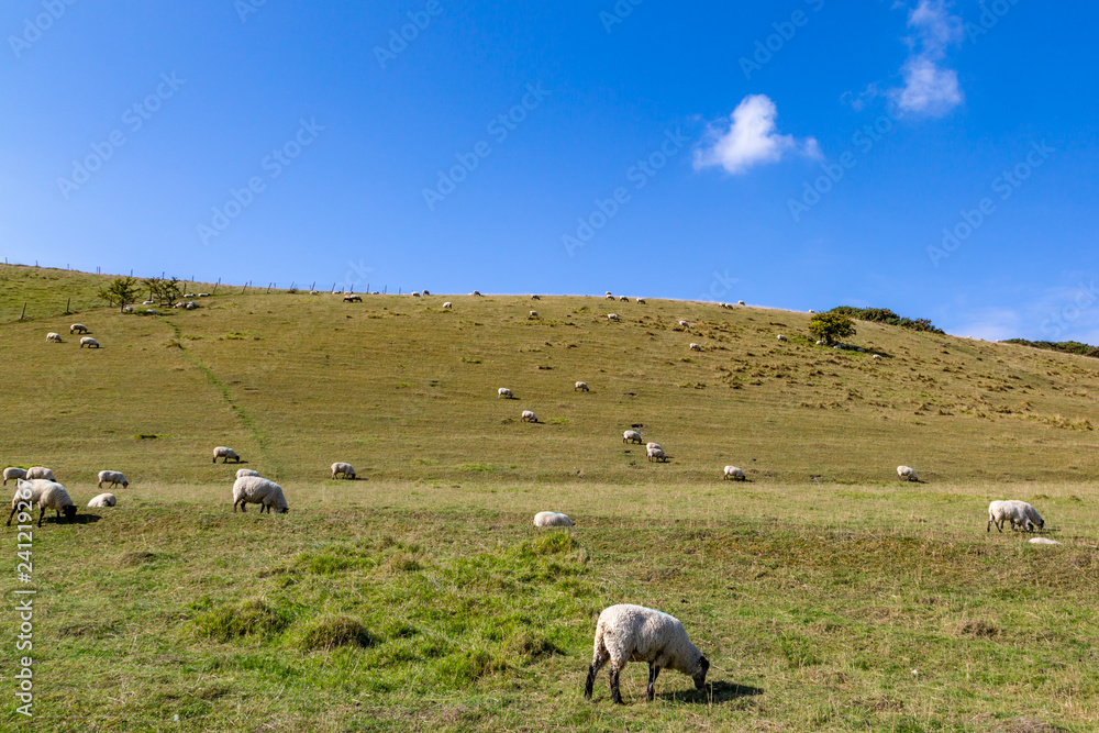 Fototapeta premium Sheep grazing on a hillside in the South Downs, in Sussex