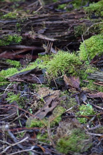 Moss in the Forest