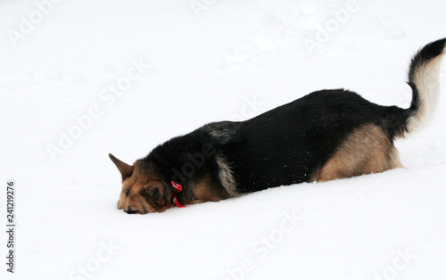 Dog burying head in snow © Dana Kenedy