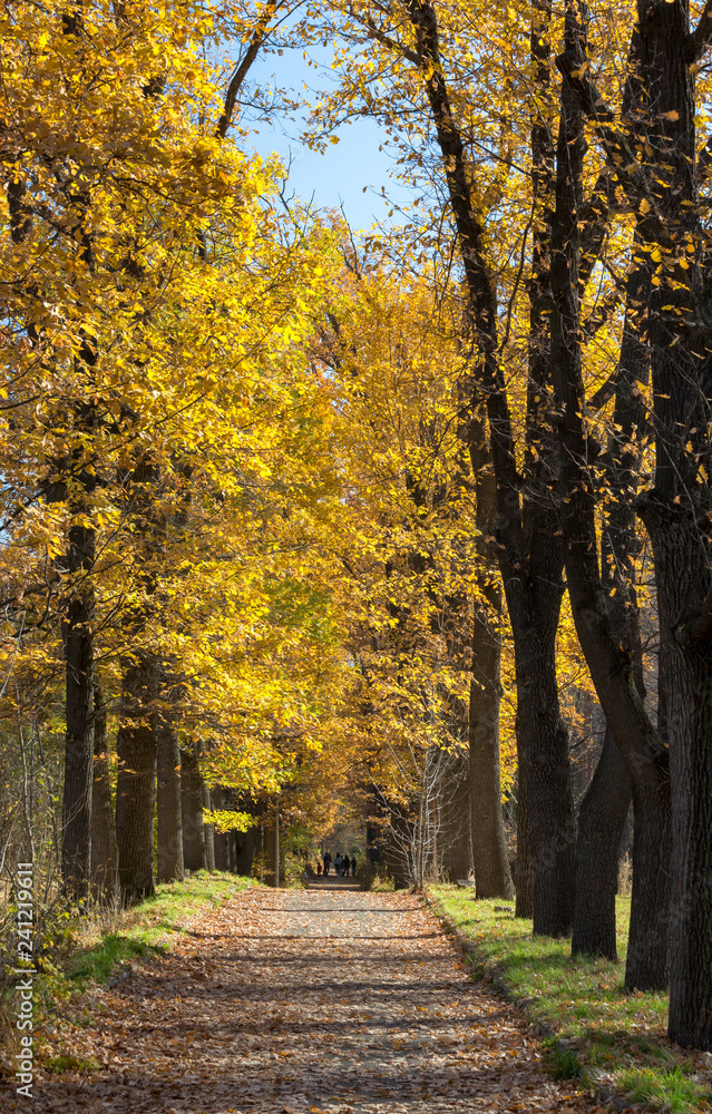 Obraz premium Trees in the park