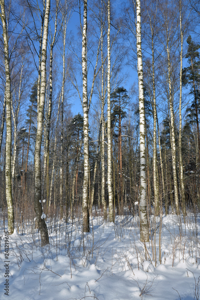 Fototapeta premium Birch trees in snow covered winter wood