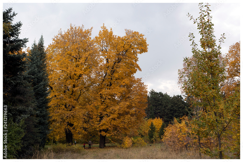 Obraz premium Trees in the park