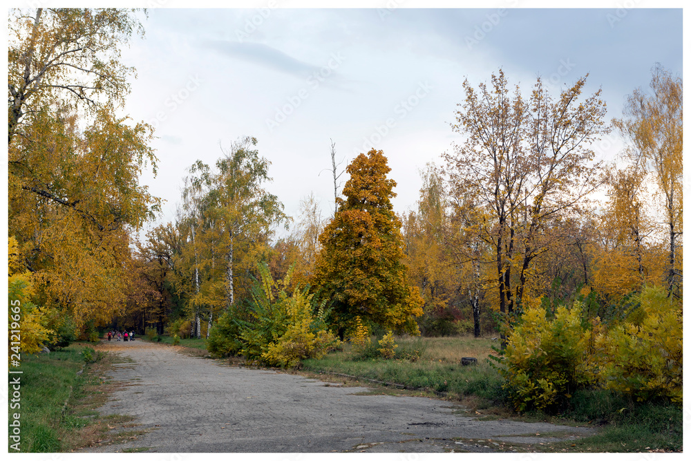 Fototapeta premium Trees in the park