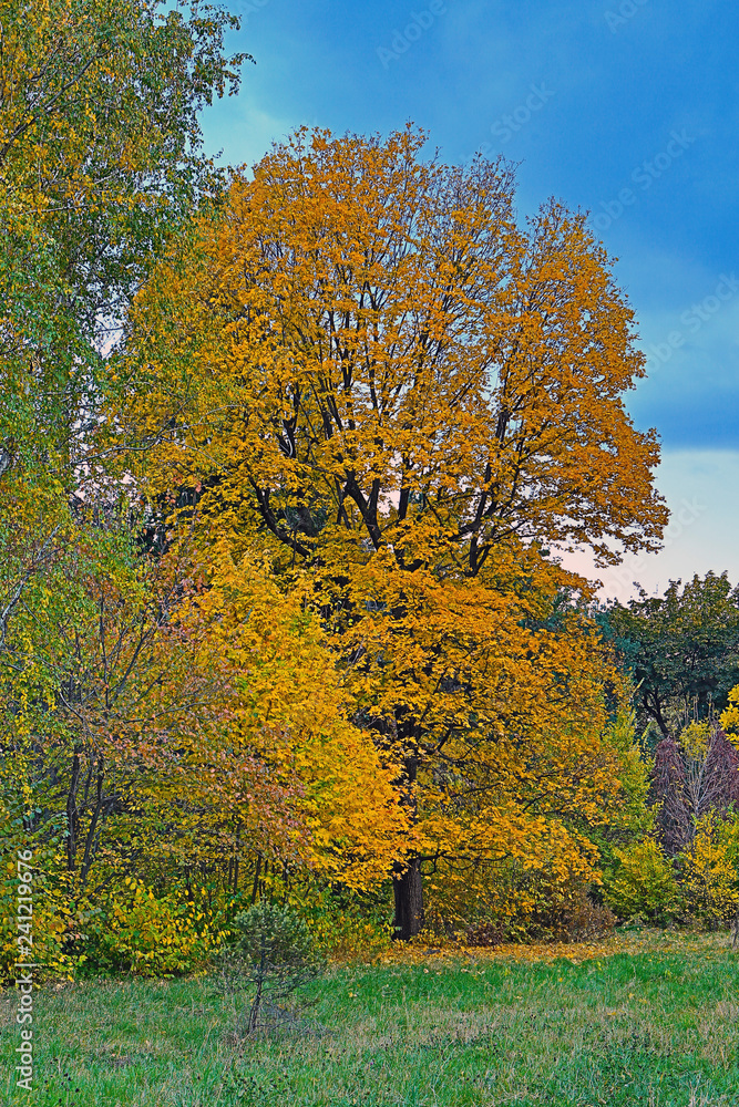 Fototapeta premium Trees in the park