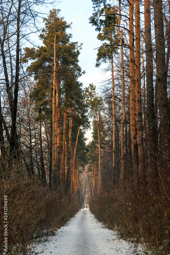 Obraz premium Trees in the park