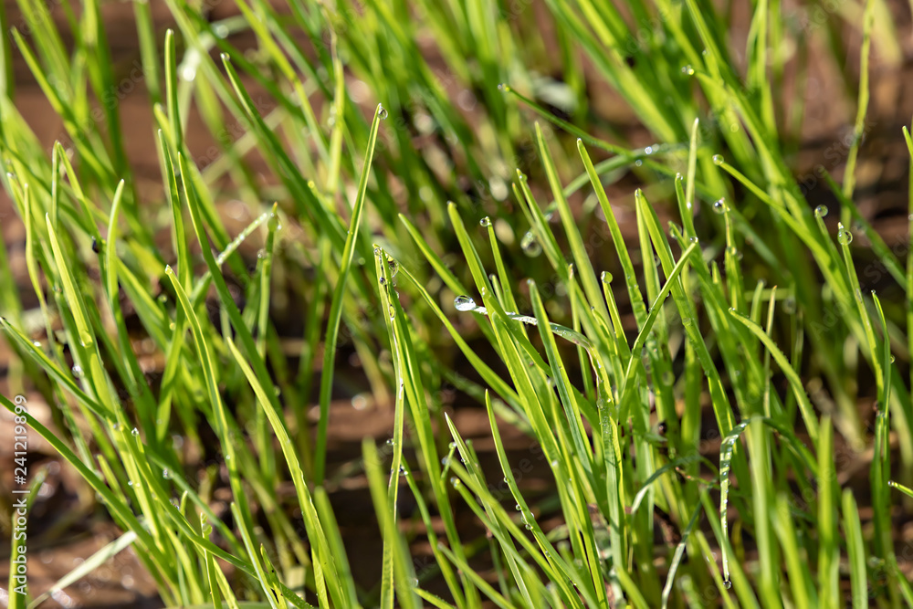 Abstract background of fresh green grass with dew drops close up