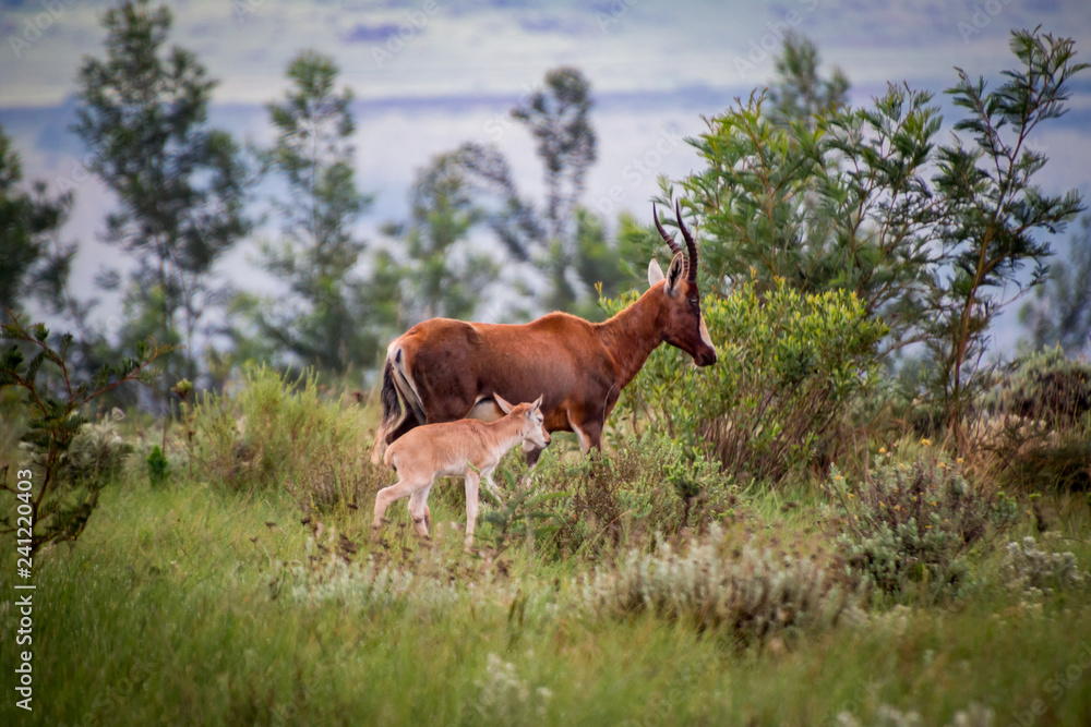Fototapeta premium Blesbok and calf in green grass