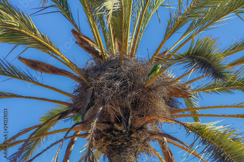 Birds on the palm tree