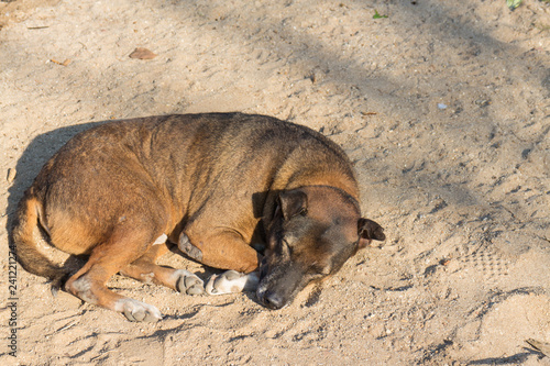 Wallpaper Mural brown dog sleep on the ground Torontodigital.ca