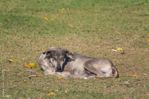 Wallpaper Mural the gray wild dog sleep on the ground Torontodigital.ca