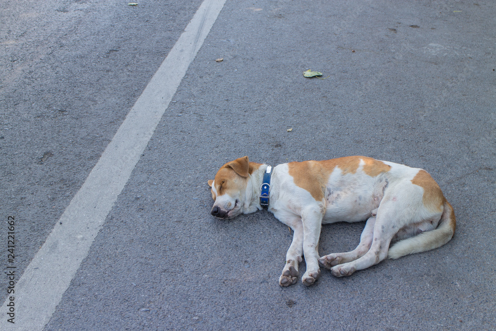 brown and white dog sleep on the street