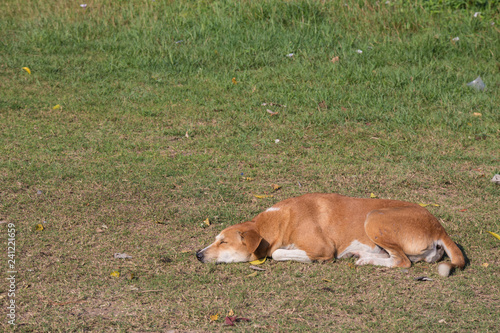 Wallpaper Mural brown dog sleep on the grass Torontodigital.ca