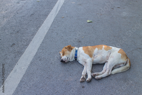 Wallpaper Mural brown and white dog sleep on the street Torontodigital.ca