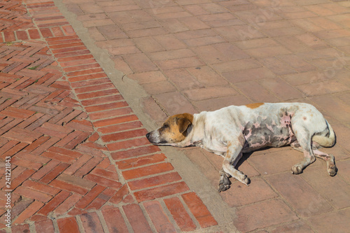 Wallpaper Mural brown with white dog sleep on the street Torontodigital.ca