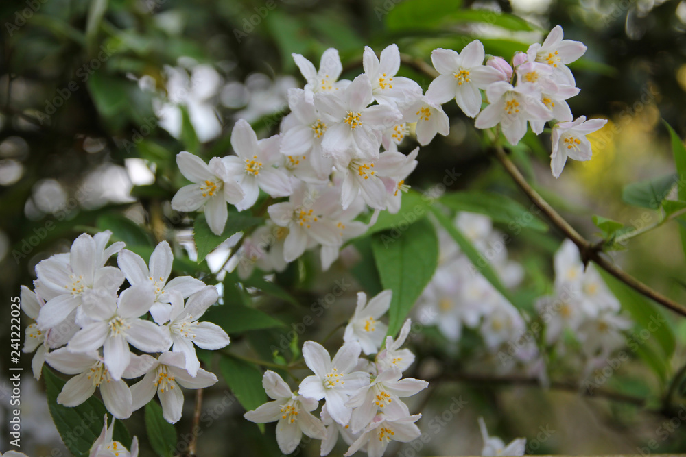 White Spring Blossom 