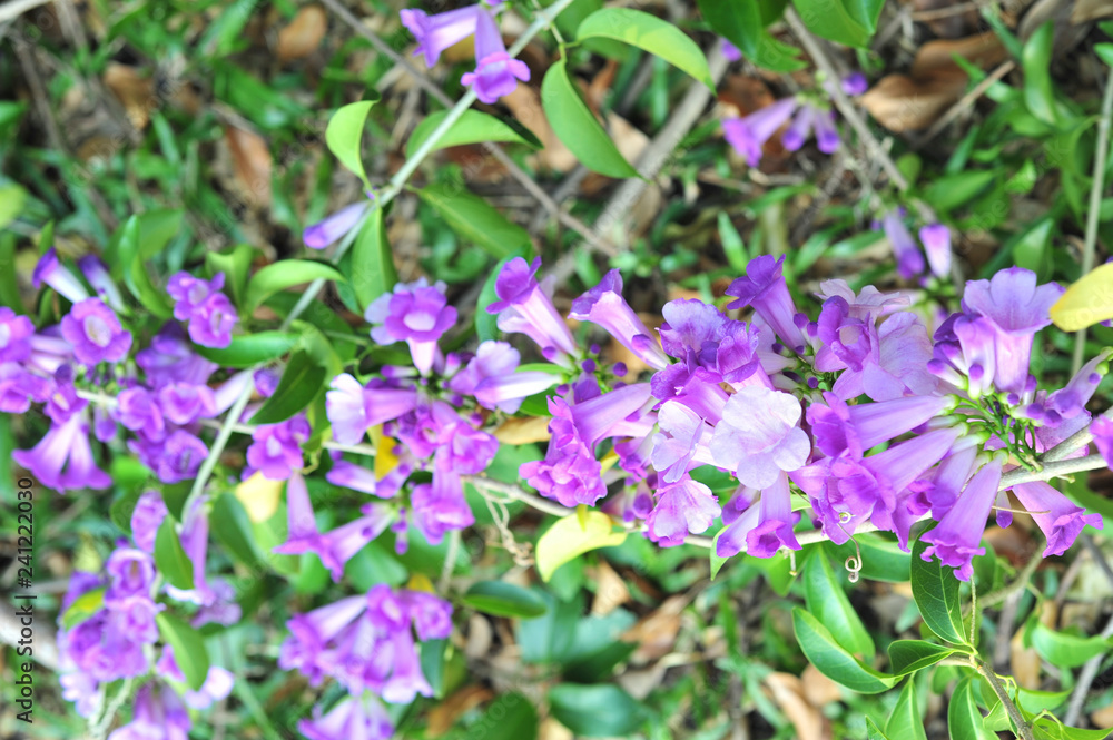 Garlic vine violet flower selective focus point Garlic vine violet flower selective focus point