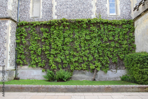 Ivy on Building - Vine Covered
