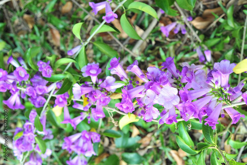 Garlic vine violet flower selective focus point