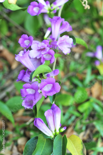 Garlic vine violet flower selective focus point