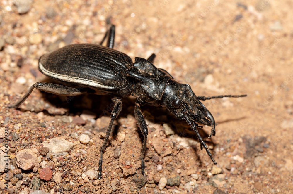 big ground beetle Anthia Cintipennis in namib desert. Insect predator in nature habitat. Namibia wildlife big ground beetle Anthia Cintipennis in namib desert. Insect predator in nature habitat. Namibia wildlife