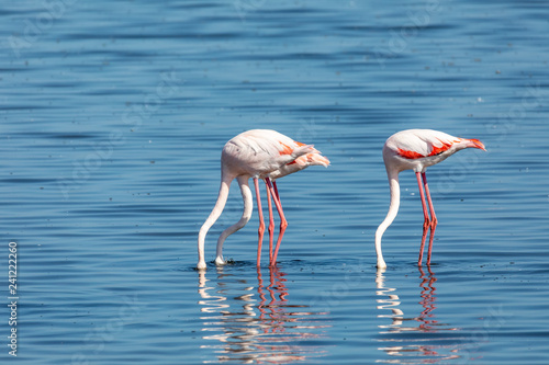 bird Rosy Flamingo feeding in shallow water in Walvis Bay reservation, Namibia, Safari wildlife