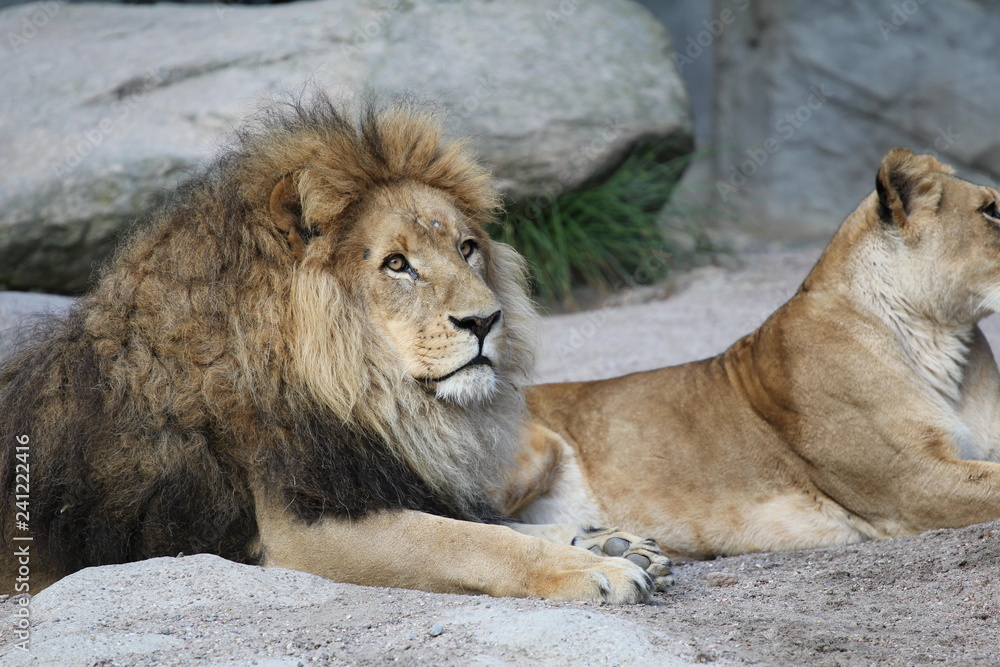 Naklejka premium Löwe