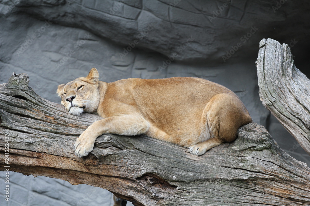 Obraz premium Löwin