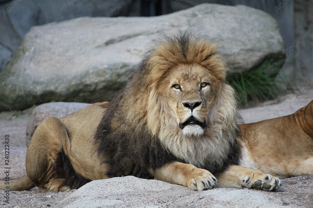 Naklejka premium Löwe