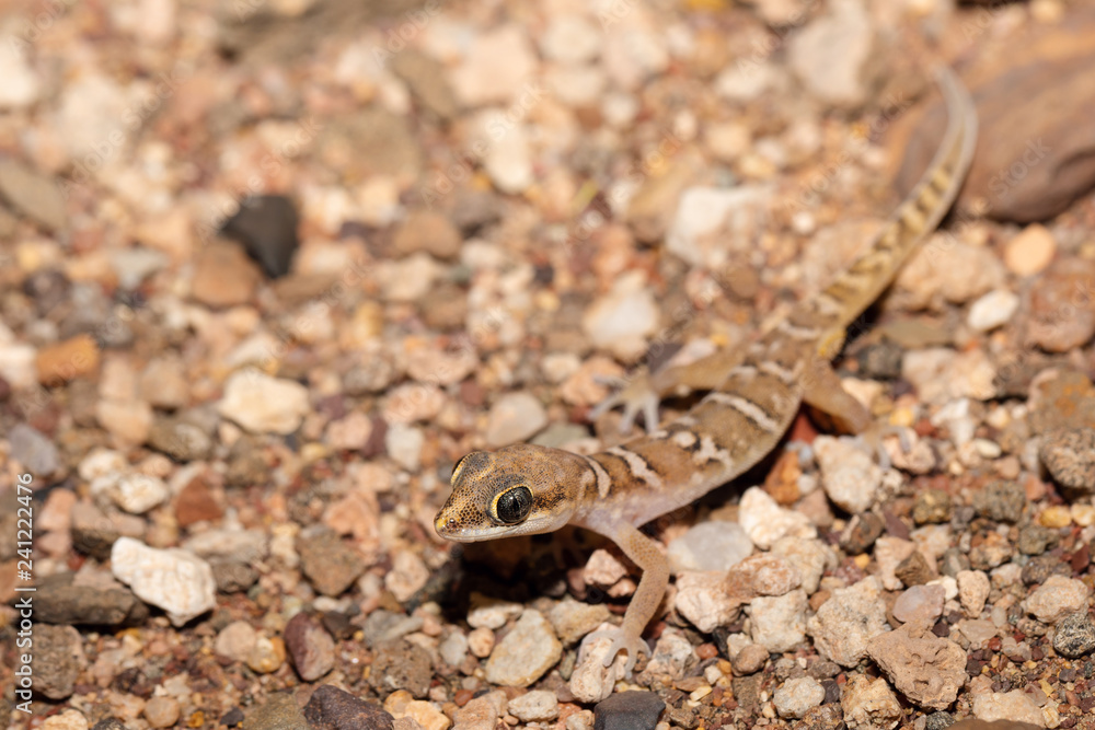Small night gecko in natural habitat namib desert, Stenodactylus petrii. Brandberg mountain, Namibia wildlife Small night gecko in natural habitat namib desert, Stenodactylus petrii. Brandberg mountain, Namibia wildlife