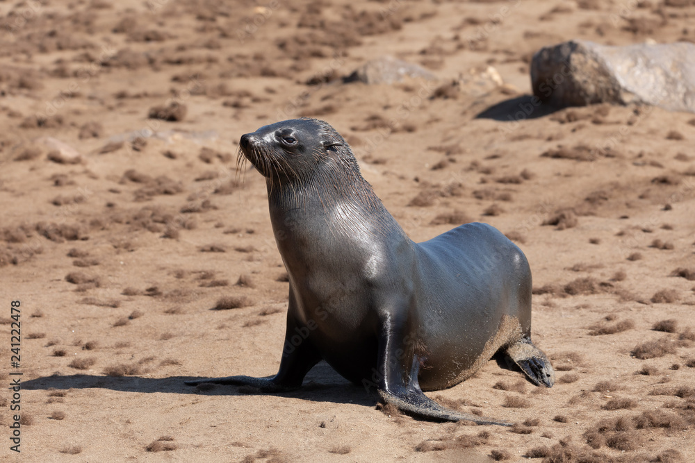Fototapeta premium baby of brown fur seal go to the sea, Cape Cross colony, Namibia safari wildlife