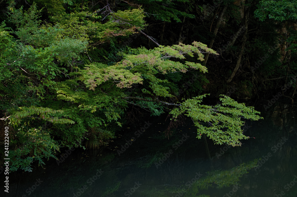 広瀬川 川岸の森 広瀬川 川岸の森