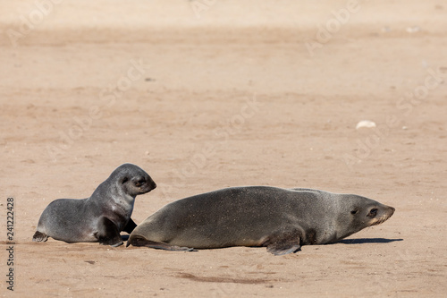 baby of brown fur seal following mother to the sea, Cape Cross colony, Namibia safari wildlife