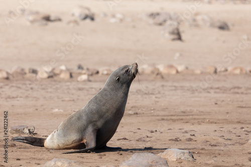 baby of brown fur seal go to the sea, Cape Cross colony, Namibia safari wildlife