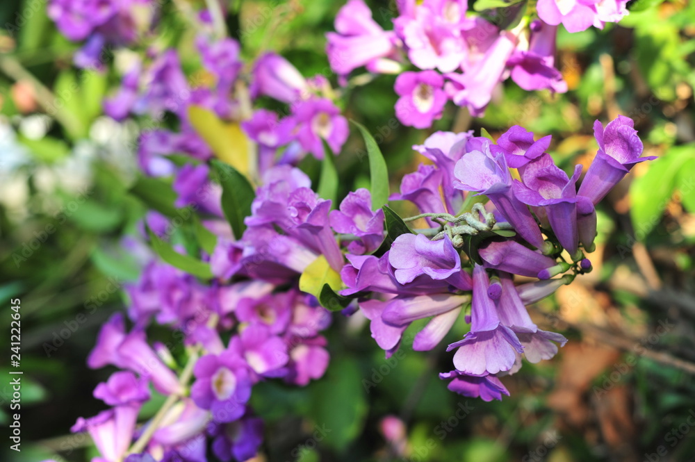 Garlic vine violet flower selective focus point Garlic vine violet flower selective focus point