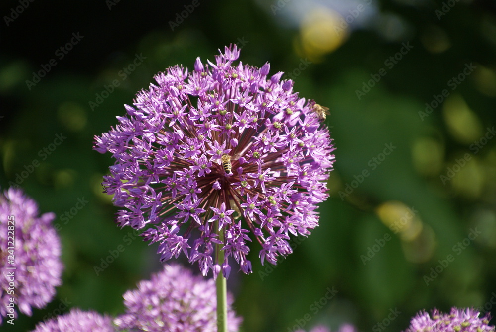 Alium 2018621 Zierknoblauch Zierzwiebel Alium 2018621 Zierknoblauch Zierzwiebel