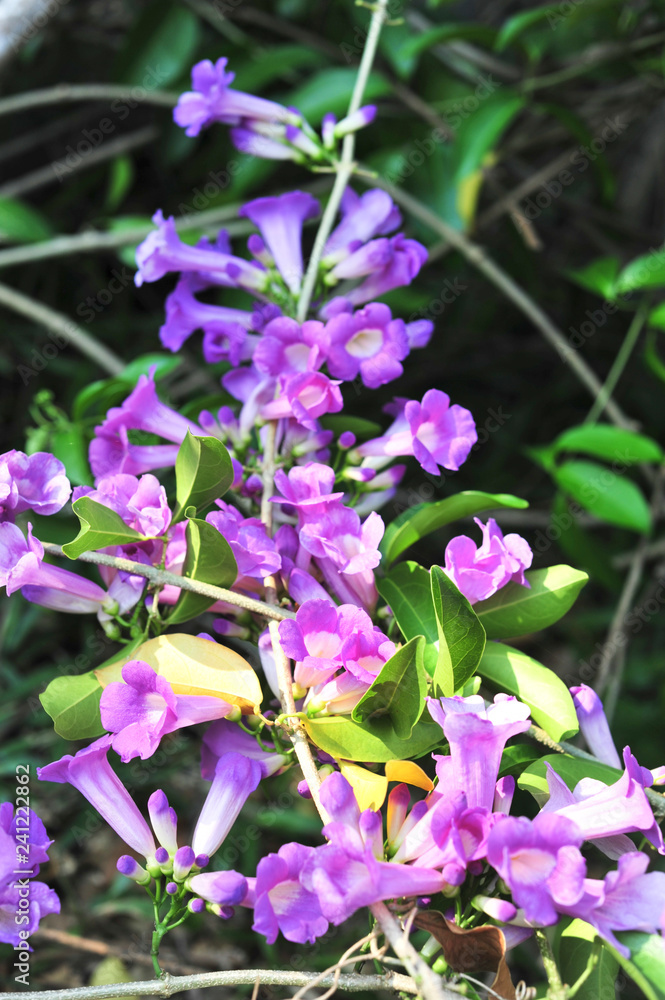 Garlic vine violet flower selective focus point Garlic vine violet flower selective focus point