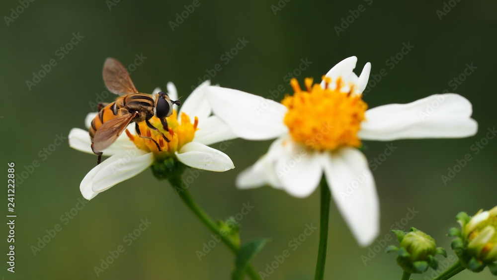 Bee working on wild flower in morning light with green nature background Bee working on wild flower in morning light with green nature background