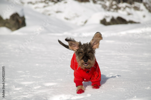 Cane bassotto a pelo ruvido corre sulla neve