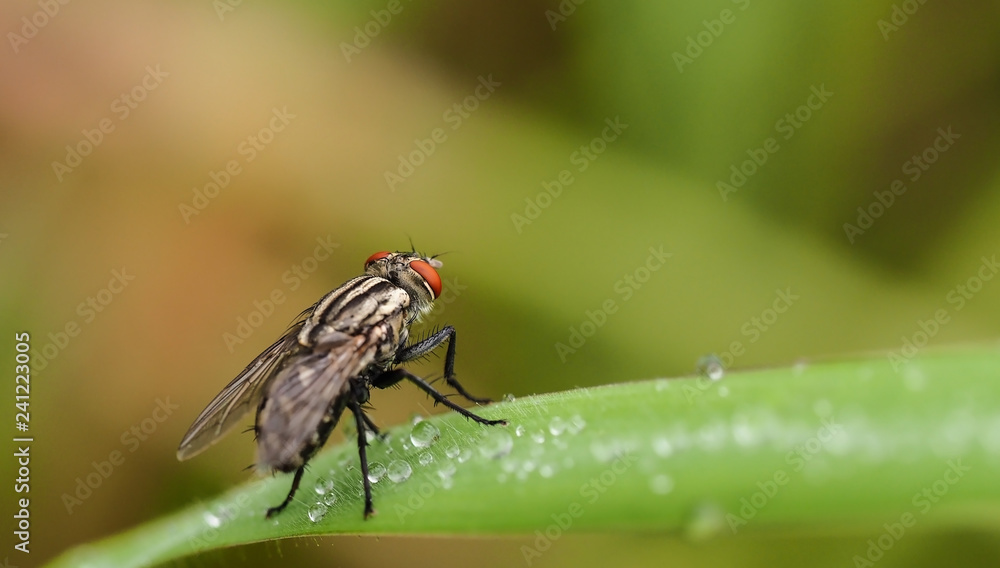 Fly and rain drops on green leaf in morning light with green nature background Fly and rain drops on green leaf in morning light with green nature background