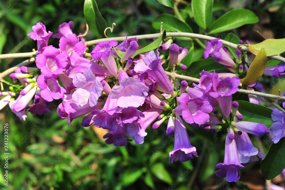 Garlic vine violet flower selective focus point Garlic vine violet flower selective focus point