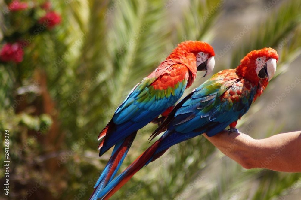 Fototapeta premium Dwie papugi siedzące na męskiej dłoni (Pamitos Parque Gran Canaria)